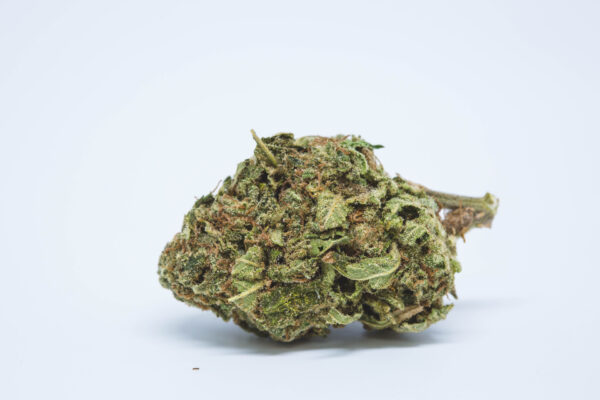 Blueberry Strain for sale