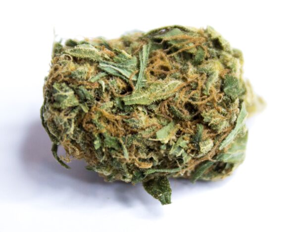 Mr nice Guy Strain