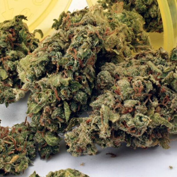 Mr Nice Guy Weed Strain - Image 2