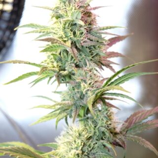 OG Kush Autoflowering