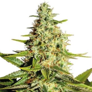 Afghan Outdoor feminized