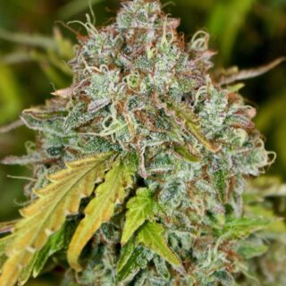 Skunk Autoflowering
