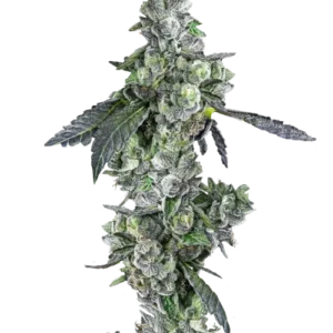 Blue Dream Feminized Seeds