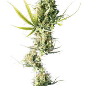 Durban Poison Feminized Seeds