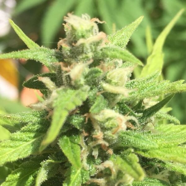 Cheese Autoflowering Seeds