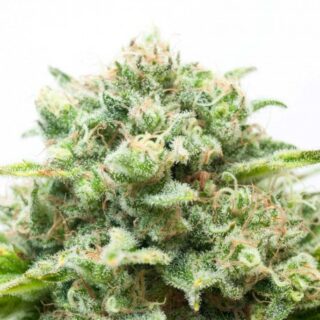 Sour Diesel Feminized Seeds