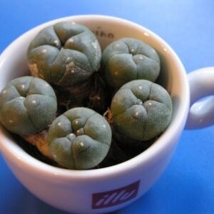Mescalin or Peyote