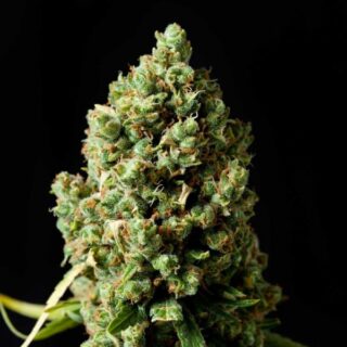 Jack Herer feminized Seeds