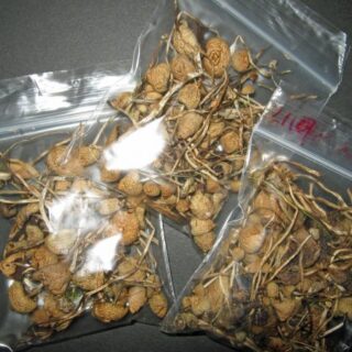 Buy Magic Mushroom Online
