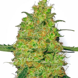 Master Kush Feminized Seeds