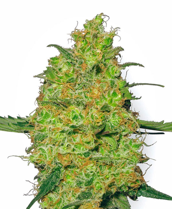 Master Kush Feminized Seeds