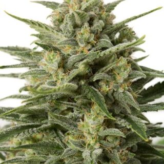 White Widow Auto-flowering Seeds