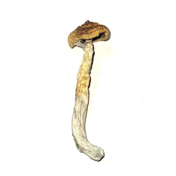 McKennaii Psilocybin Cubensis