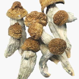 Ecuador Cubensis Shroomery