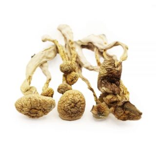 albino mushroom