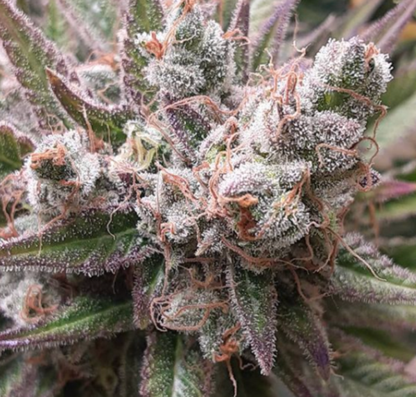 Candyland Strain - Image 3
