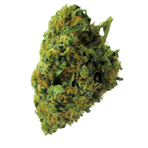 Buy Swazi Gold Strain Online