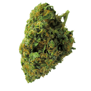 Swazi Gold Strain