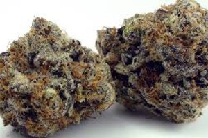 zookies weed strain