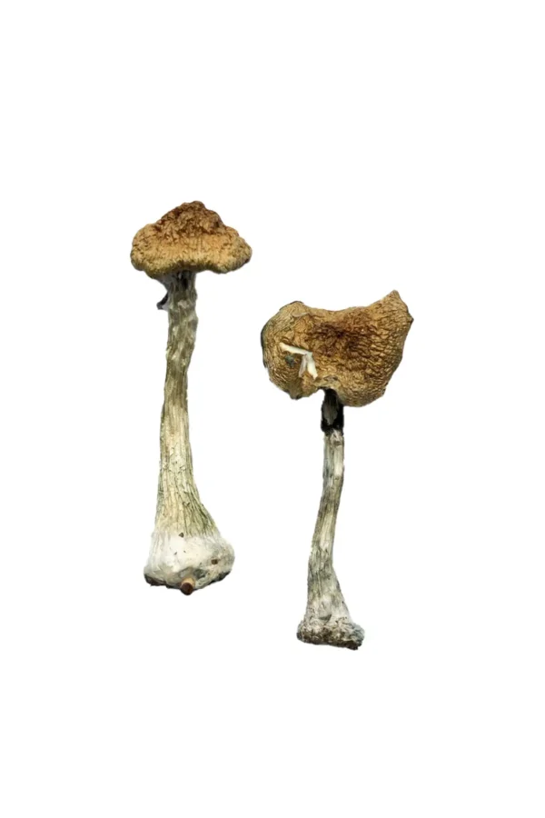 Albino A+ Mushrooms Strain