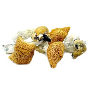 Buy Magic Mushrooms Online