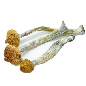 buy Matias Romero mushrooms online