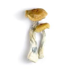 Tasmanian Mushrooms - Image 2