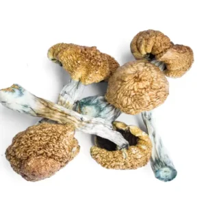 Moby Dick Mushrooms Spore