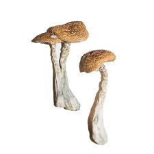 Tasmanian Mushrooms Spore