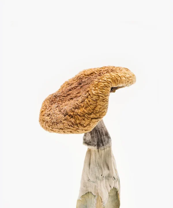 Golden Teacher mushroom Spore
