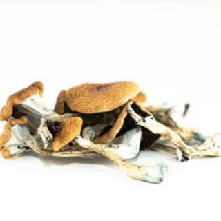 Z-Strain Mushrooms Spore
