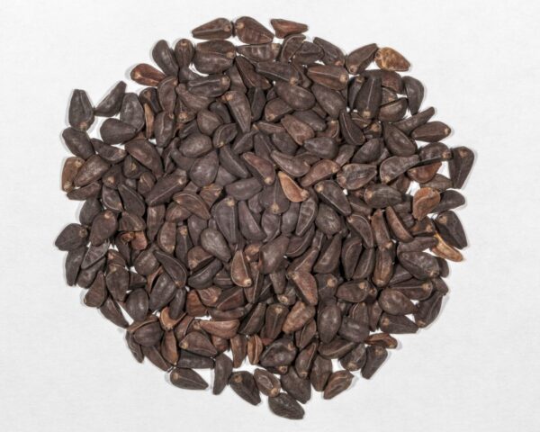 Morning Glory seeds