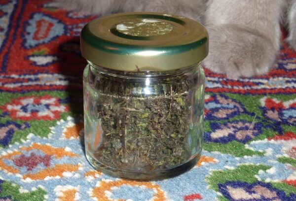 Changa DMT - Image 3