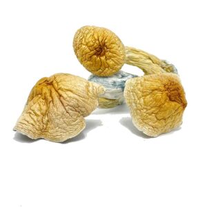 buy British Columbia Mushrooms online