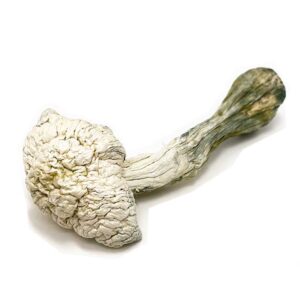 Albino Penis Envy Mushroom