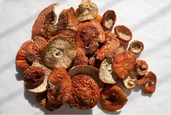 Amanita Muscaria Mushrooms