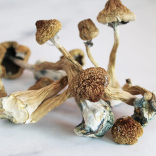  Mazatapec Mushrooms 