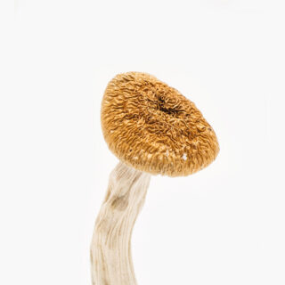 Nepalese Chitwan Mushrooms