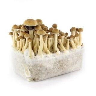 Ecuador Magic Mushroom Grow Kit