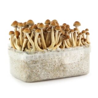 HAWAIIAN MAGIC MUSHROOM GROW KIT