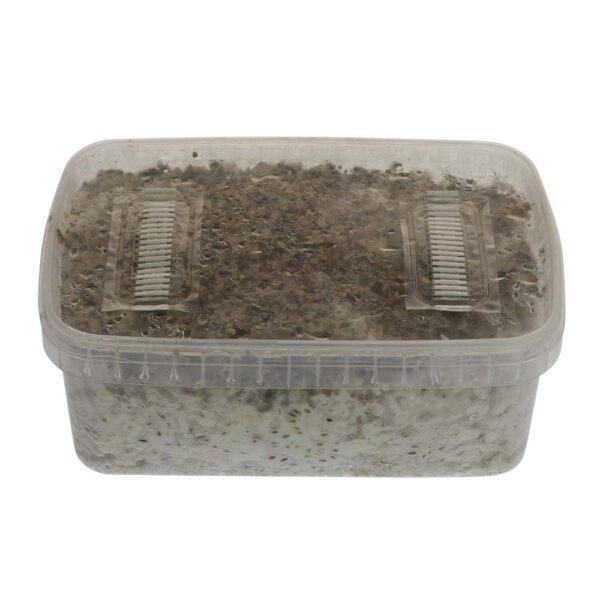 HAWAIIAN MAGIC MUSHROOM GROW KIT - Image 2