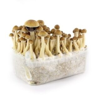 MAZATAPEC MAGIC MUSHROOM GROW KIT