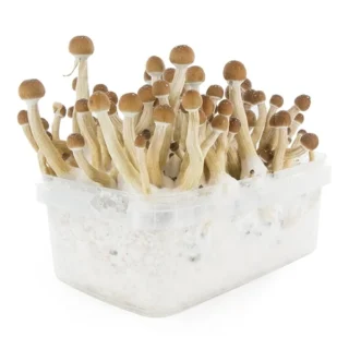 MEXICAN MAGIC MUSHROOM GROW KIT