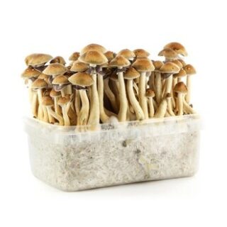 PANAMA MAGIC MUSHROOM GROW KIT