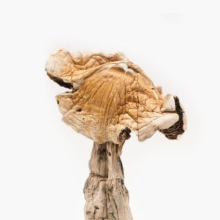Amazonian Magic Mushrooms