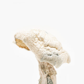 Avery Albino Mushrooms
