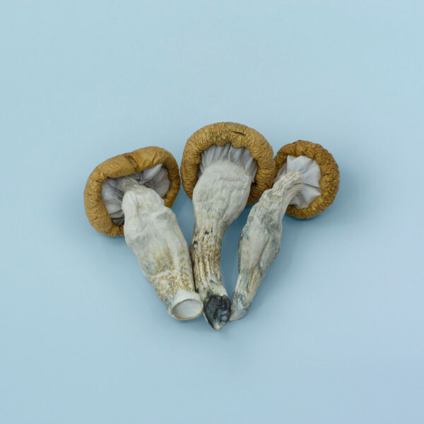 Blue Meanie Magic Mushrooms - Image 2
