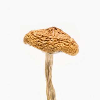 British Columbia Mushrooms