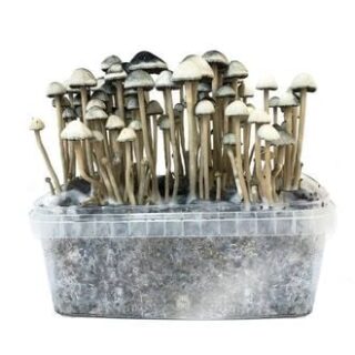 COPELANDIA HAWAIIAN MUSHROOM GROWING KIT