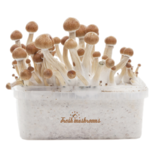 MCKENNAII MAGIC MUSHROOM GROW KIT